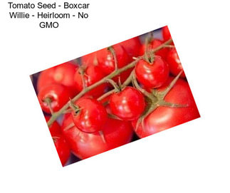 Tomato Seed - Boxcar Willie - Heirloom - No GMO