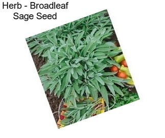 Herb - Broadleaf Sage Seed