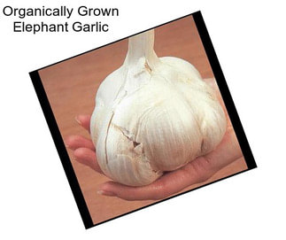 Organically Grown Elephant Garlic