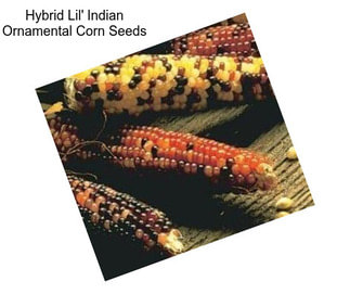 Hybrid Lil\' Indian Ornamental Corn Seeds