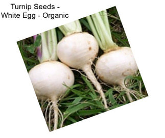 Turnip Seeds - White Egg - Organic