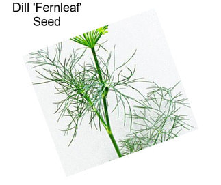 Dill \'Fernleaf\' Seed