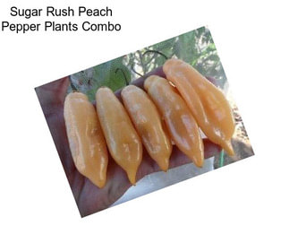 Sugar Rush Peach Pepper Plants Combo