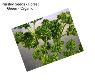 Parsley Seeds - Forest Green - Organic