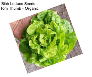 Bibb Lettuce Seeds - Tom Thumb - Organic