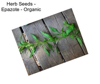 Herb Seeds - Epazote - Organic