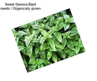 Sweet Genova Basil seeds / Organically grown