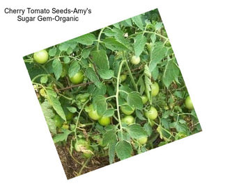 Cherry Tomato Seeds-Amy\'s Sugar Gem-Organic