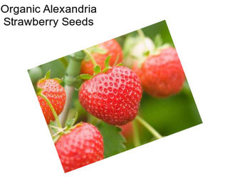 Organic Alexandria Strawberry Seeds