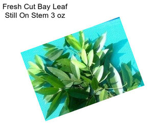 Fresh Cut Bay Leaf Still On Stem 3 oz