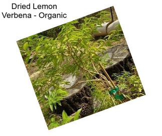 Dried Lemon Verbena - Organic