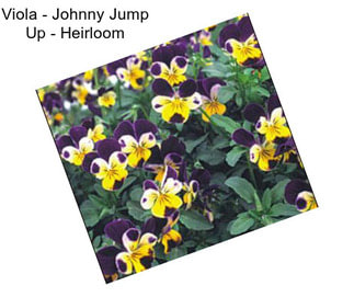 Viola - Johnny Jump Up - Heirloom