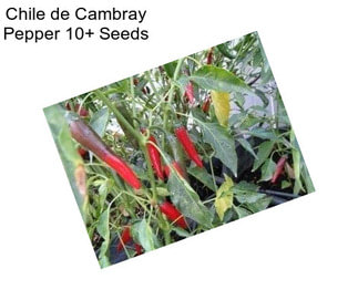 Chile de Cambray Pepper 10+ Seeds