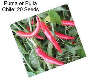 Puma or Pulla Chile: 20 Seeds