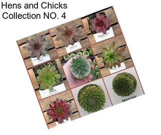 Hens and Chicks Collection NO. 4