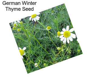 German Winter Thyme Seed