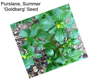 Purslane, Summer \'Goldberg\' Seed