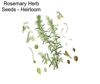 Rosemary Herb Seeds - Heirloom