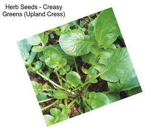 Herb Seeds - Creasy Greens (Upland Cress)
