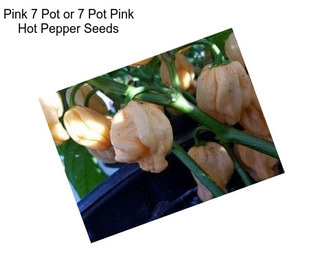 Pink 7 Pot or 7 Pot Pink Hot Pepper Seeds