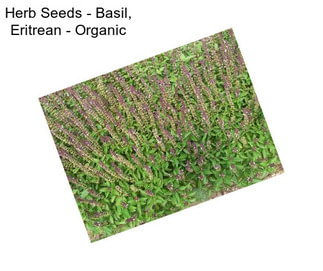 Herb Seeds - Basil, Eritrean - Organic