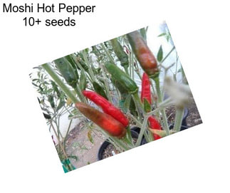 Moshi Hot Pepper 10+ seeds