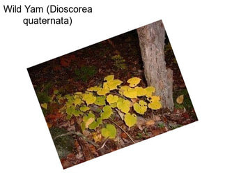 Wild Yam (Dioscorea quaternata)