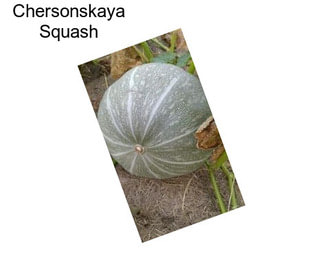 Chersonskaya Squash