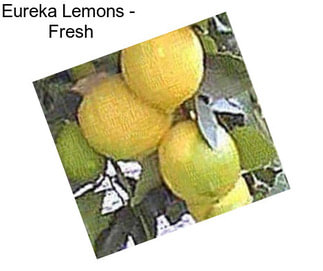 Eureka Lemons -  Fresh