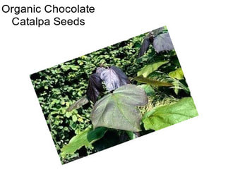 Organic Chocolate Catalpa Seeds