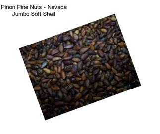 Pinon Pine Nuts - Nevada Jumbo Soft Shell