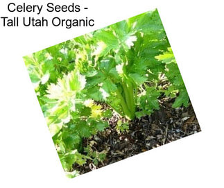 Celery Seeds - Tall Utah Organic