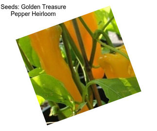 Seeds: Golden Treasure Pepper Heirloom