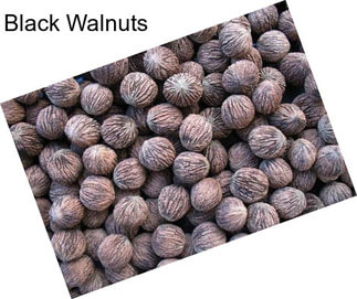 Black Walnuts