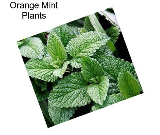 Orange Mint Plants