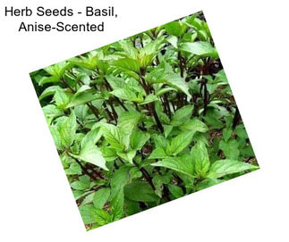 Herb Seeds - Basil, Anise-Scented