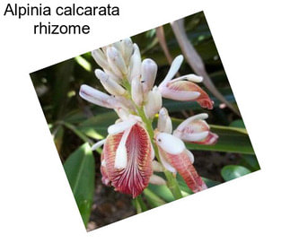 Alpinia calcarata rhizome