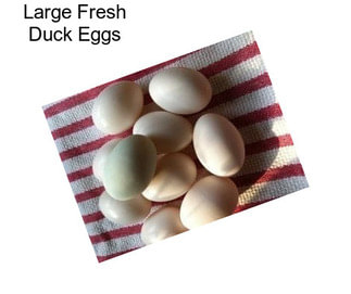 Large Fresh Duck Eggs
