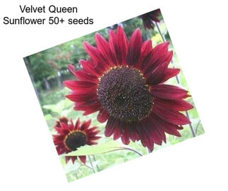 Velvet Queen Sunflower 50+ seeds 