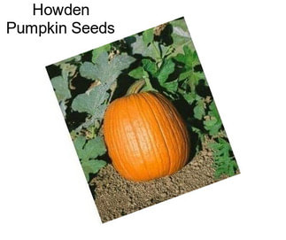 Howden Pumpkin Seeds