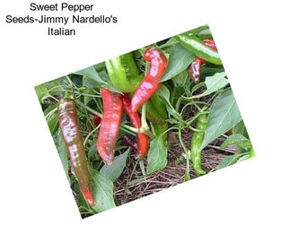 Sweet Pepper Seeds-Jimmy Nardello\'s Italian