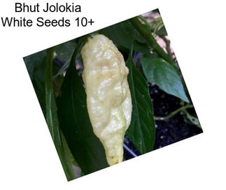 Bhut Jolokia White Seeds 10+