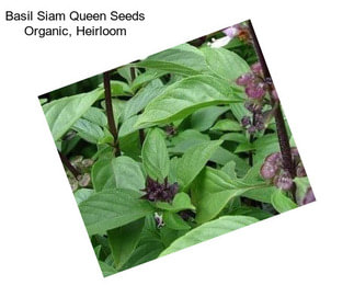 Basil Siam Queen Seeds Organic, Heirloom