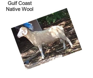 Gulf Coast Native Wool