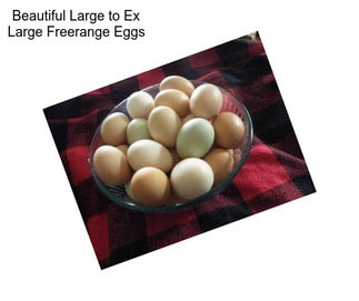 Beautiful Large to Ex Large Freerange Eggs