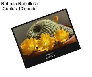 Rebutia Rubriflora Cactus 10 seeds