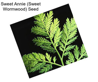 Sweet Annie (Sweet Wormwood) Seed
