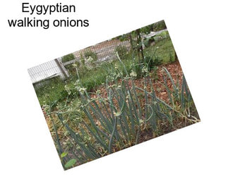 Eygyptian walking onions