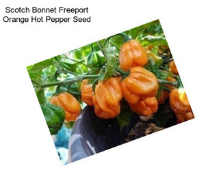 Scotch Bonnet Freeport Orange Hot Pepper Seed