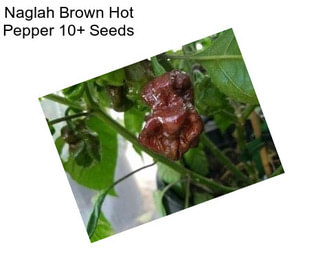 Naglah Brown Hot Pepper 10+ Seeds